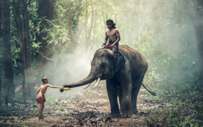Gutt gir banan til eldre gutt på ryggen av en elefant