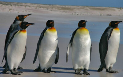Fra vaskemiddel til pingviner